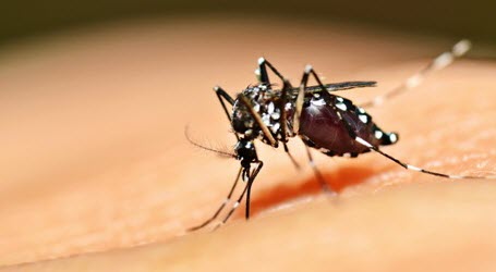 nyamuk aedes