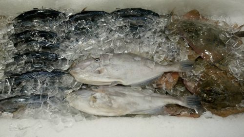 ikan-jebong