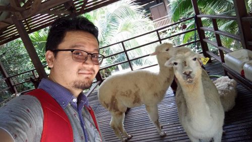 farm-in-the-city_alpaca-selfie
