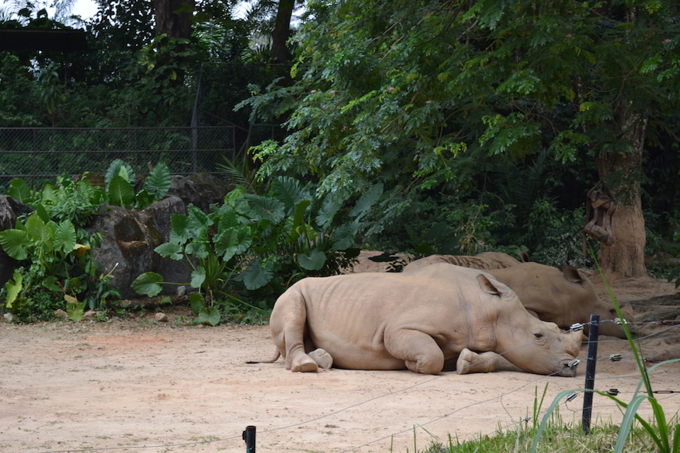 Badak Sumbu Zoo Negara