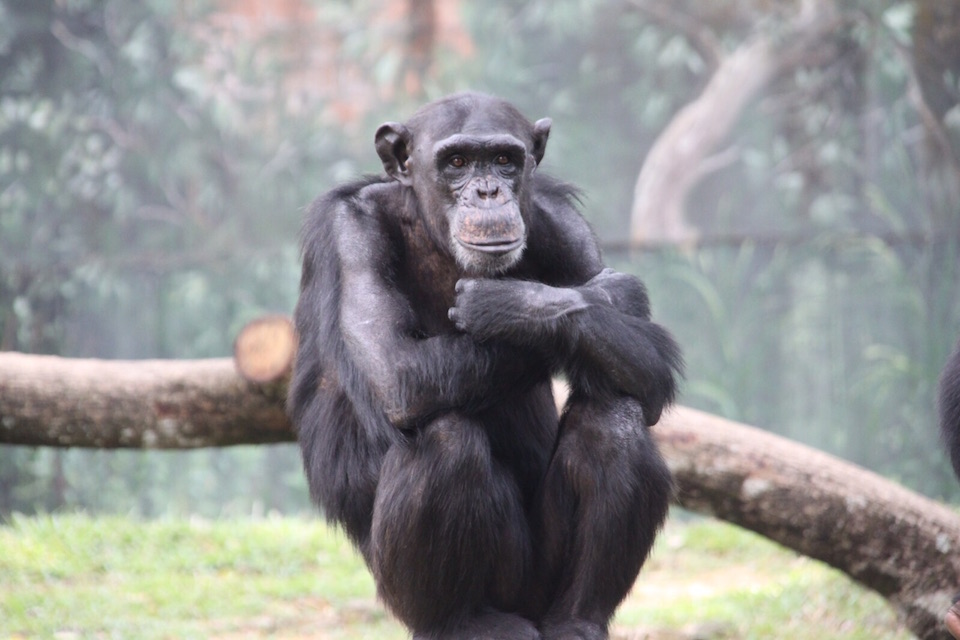 Cimpanzi Zoo Negara