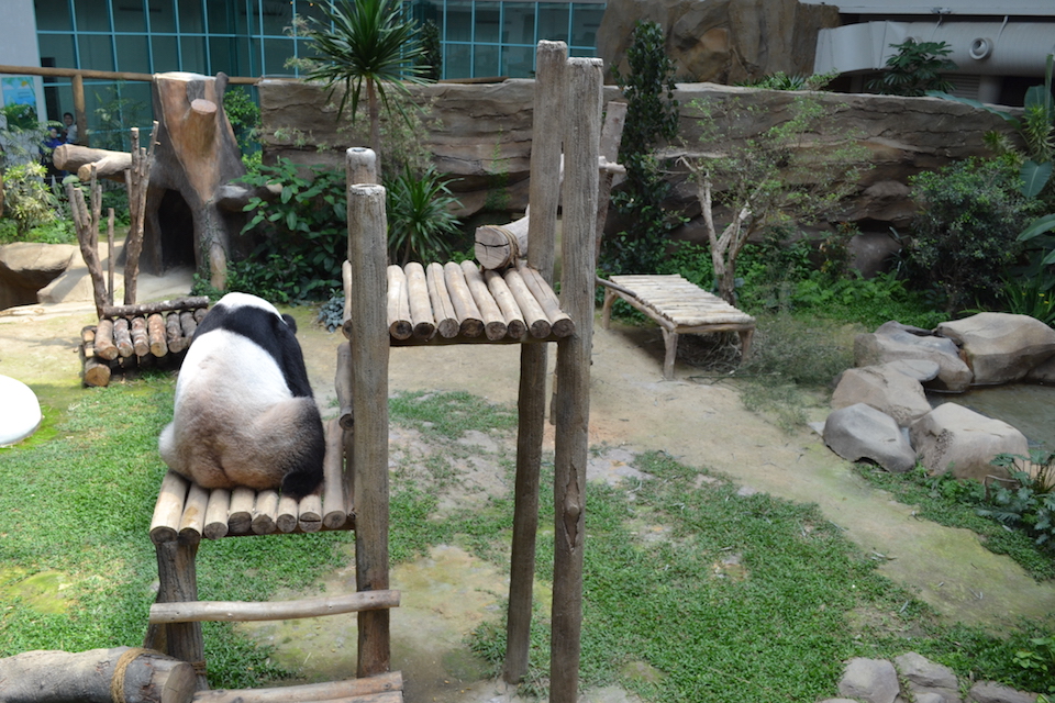 Fu Wa Panda Zoo Negara