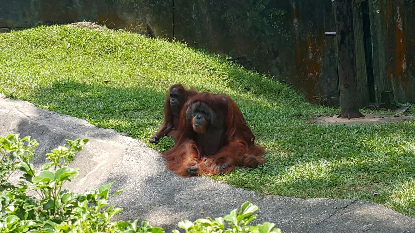Orang Utan Zoo Negara