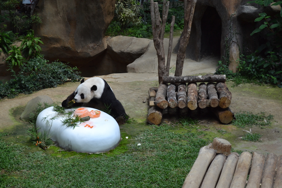 Panda Malaysia