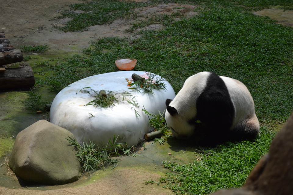 Panda Zoo Malaysia