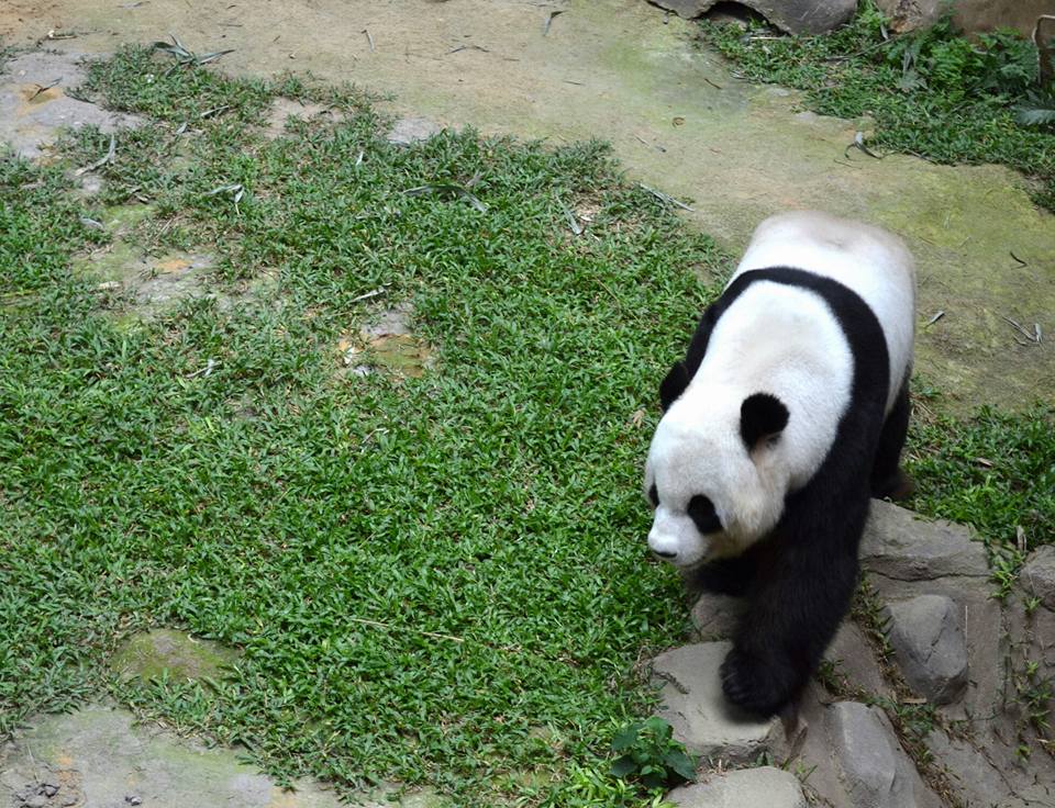 Panda Zoo Negara